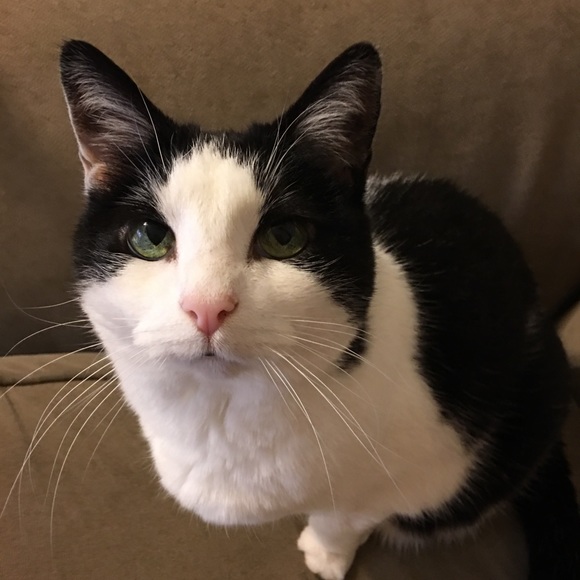 Meet your Posher, Callie - Picture 6 of 7